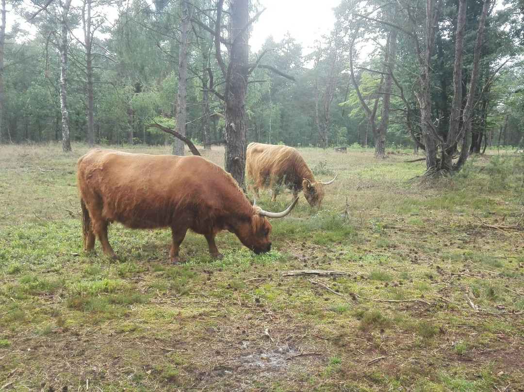 Wezepse Heide