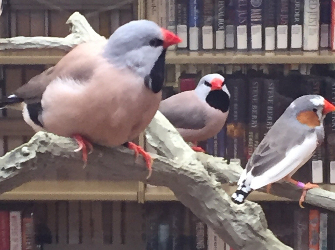 Pella Public Library-Pella必去景点