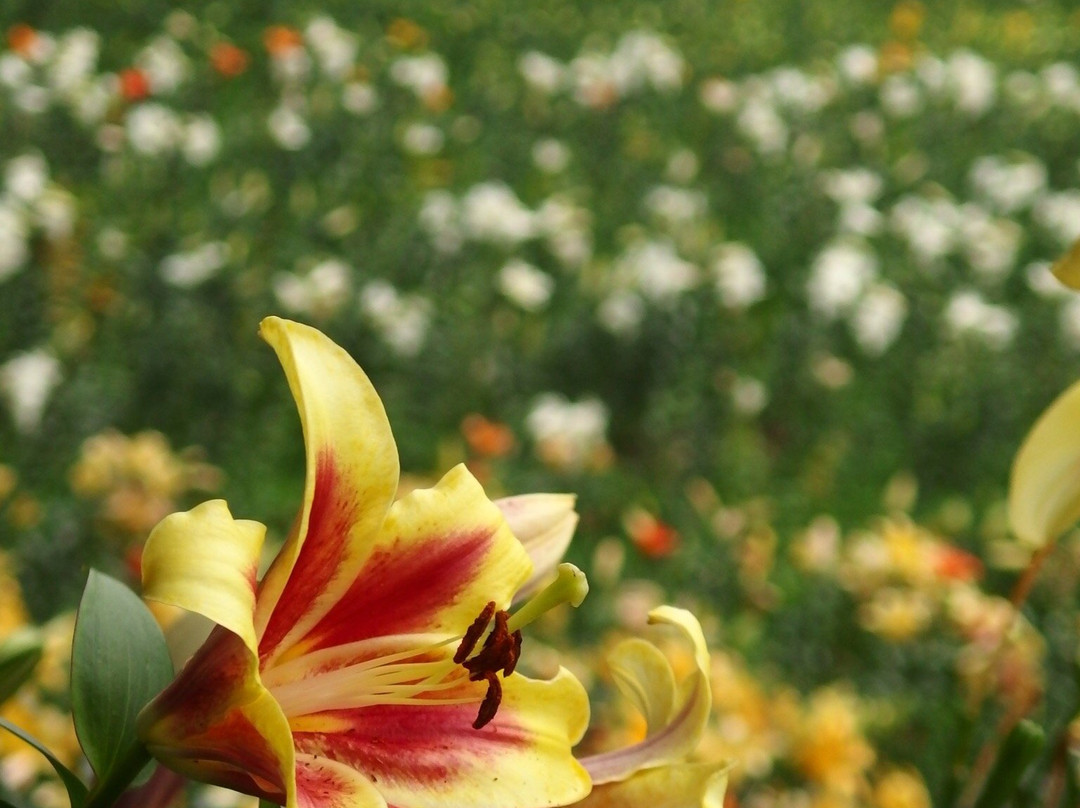 Lily Park-所泽市必去景点
