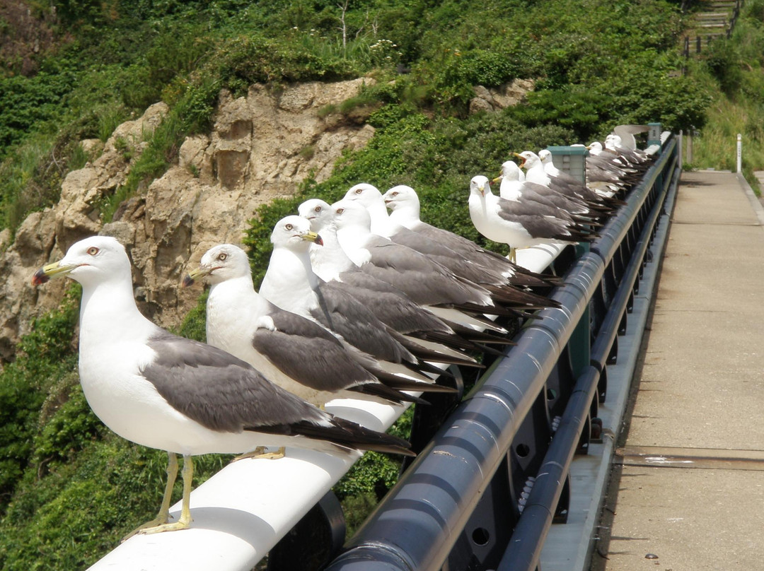 Tobishima Island-酒田市必去景点