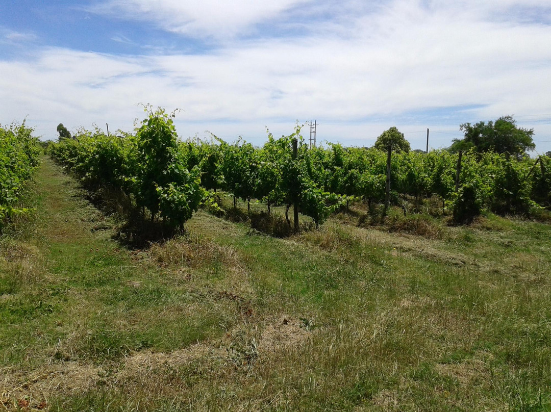 Bernardi Winery-科洛尼亚·德尔萨克拉门托城必去景点