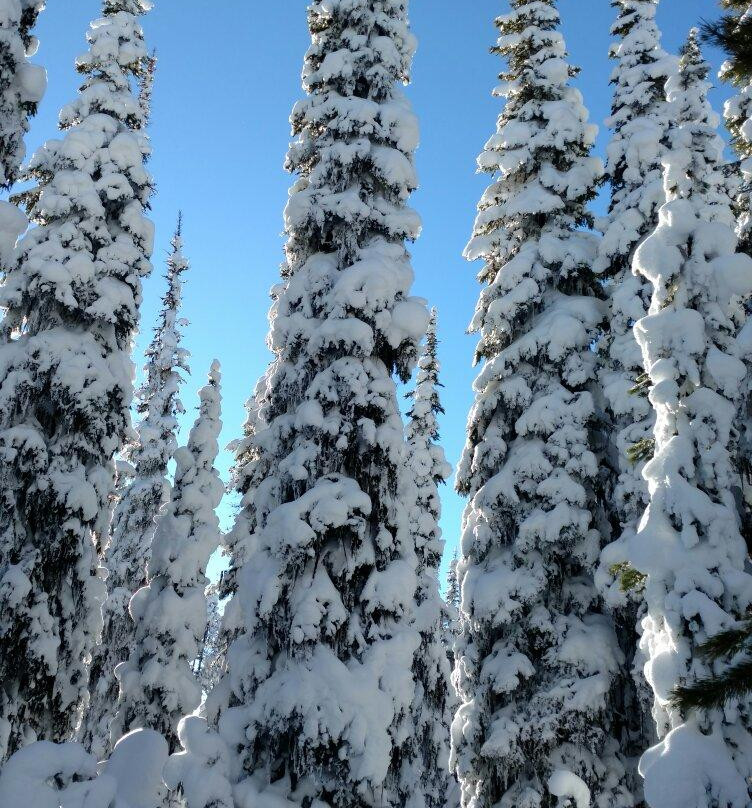 Chief Joseph Cross Country Ski Trail景点图片