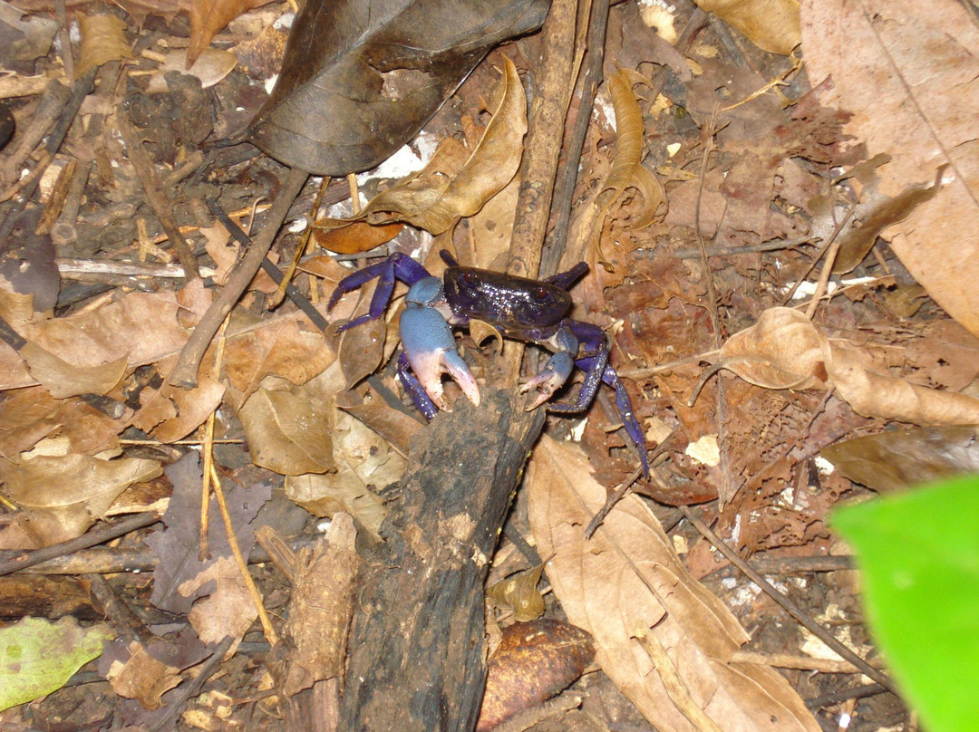 Cotigao Wildlife Sanctuary景点图片