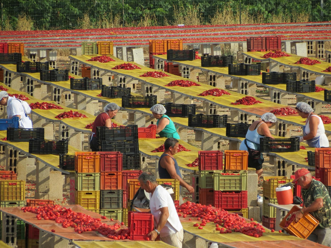 Felline旅游景点-Icontadini