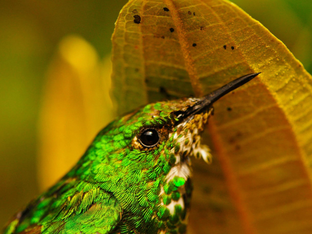 Aves Internacionales Colombia景点图片