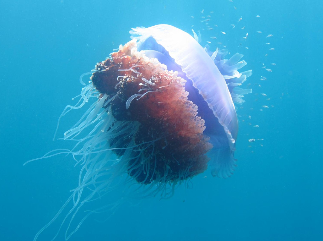 Spindrift Reefs Dive Center - Day Dive-达瑙市必去景点