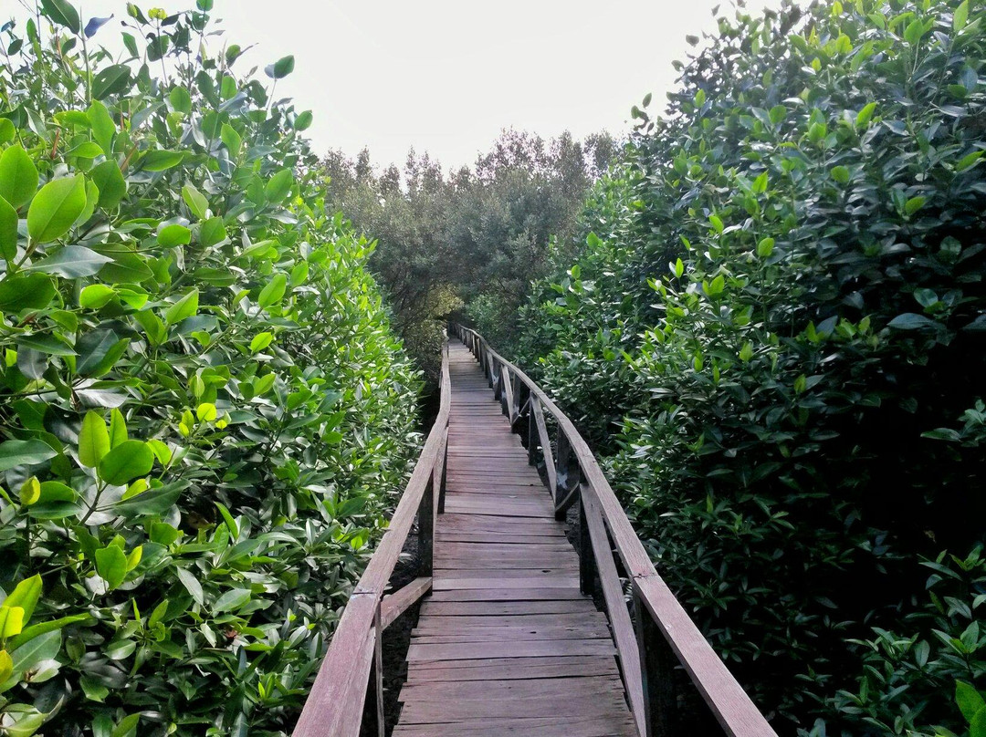 Margomulyo Mangrove Forest-巴厘巴板必去景点