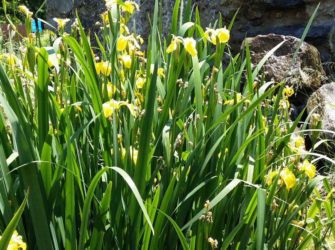 Piano Waterfall-南杨州市必去景点