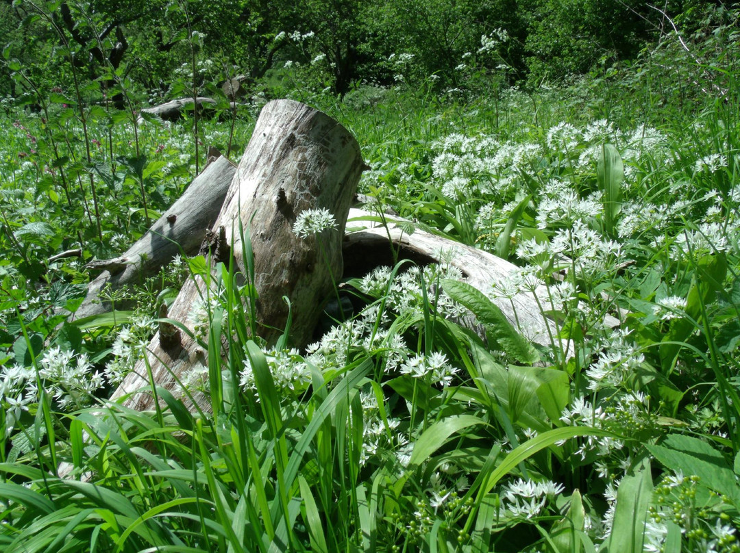 Knapp & Papermill Reserve景点图片