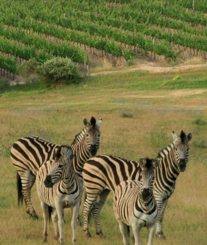 Remhoogte Wine Estate-斯泰伦博斯必去景点