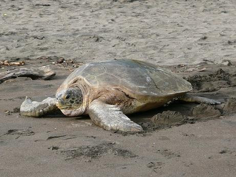 Tortuguero Tours - Adventures close to Nature景点图片