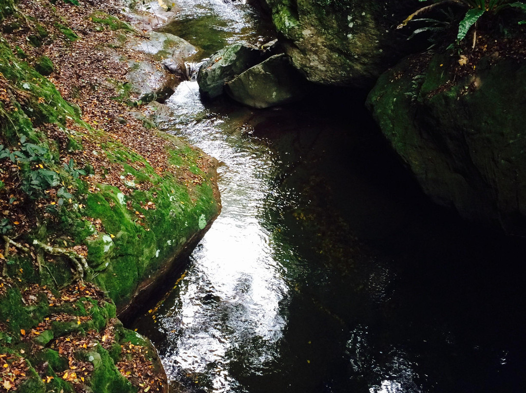 Minnamurra Rain Forest Centre景点图片