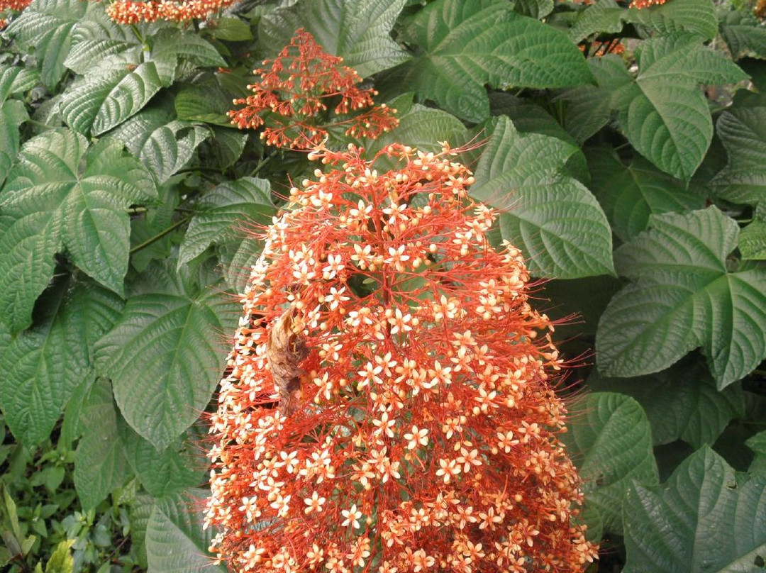 那尼马乌花园-希洛必去景点