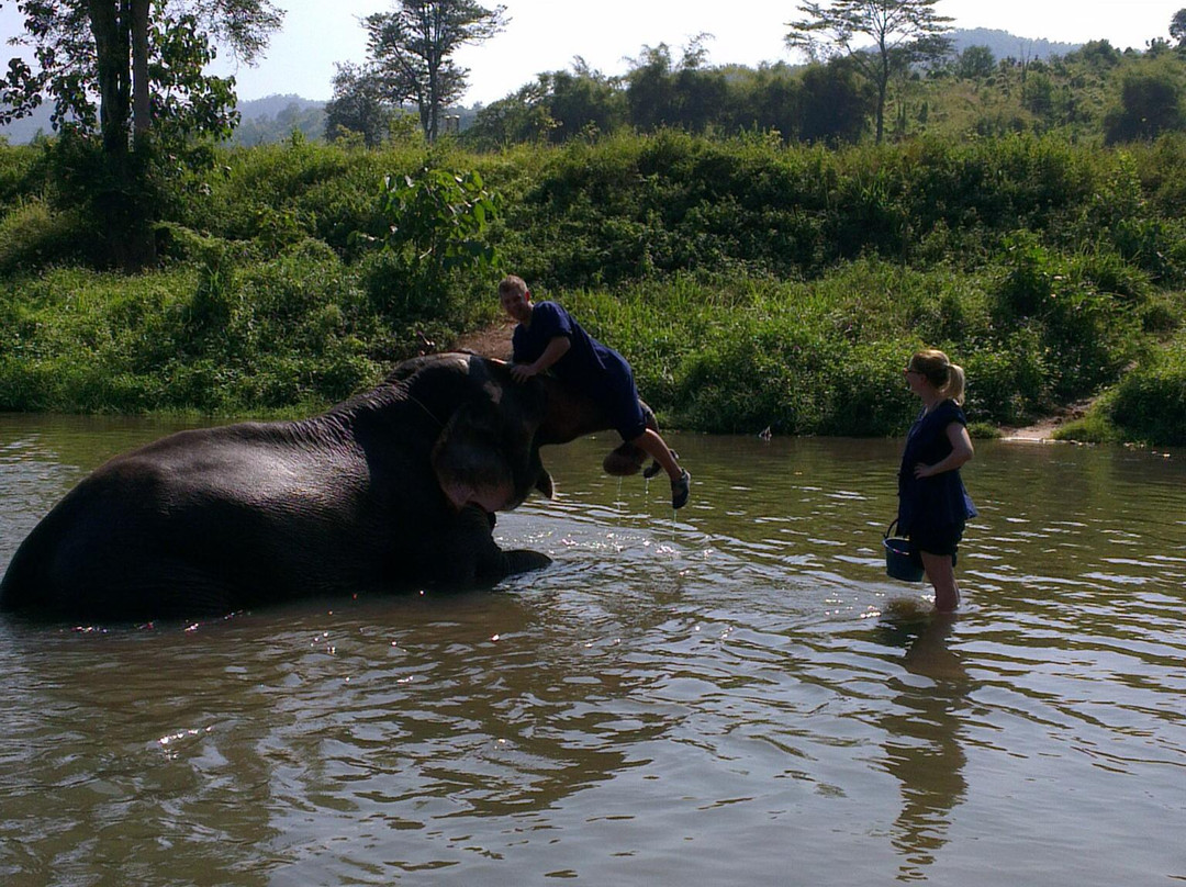 Chiang Mai Elephants Tours景点图片