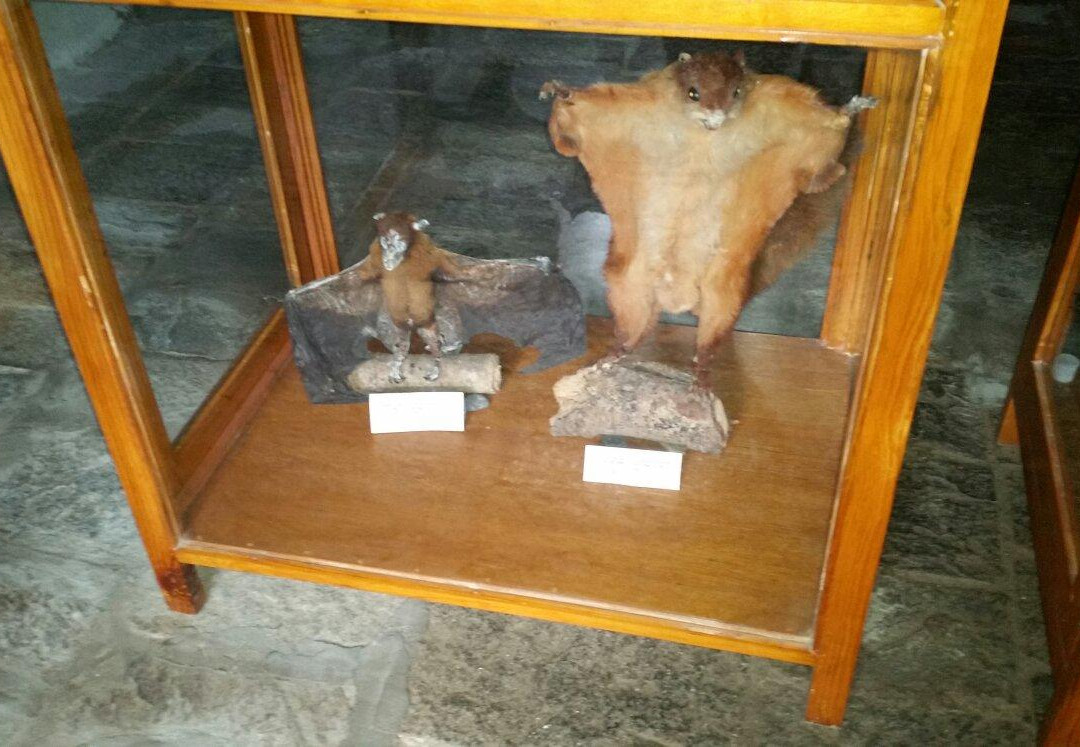 Annapurna Butterfly Museum-博卡拉必去景点