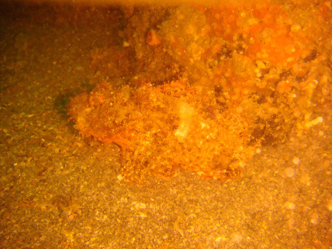 Blue Planet Diving-Dibba Al Fujairah必去景点