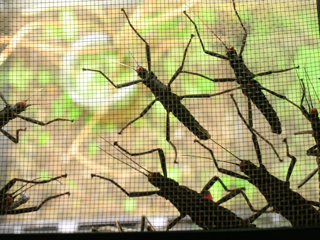 Kansas State University Insect Zoo-曼哈顿必去景点