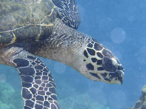 Maui Mana Adventures-基黑必去景点