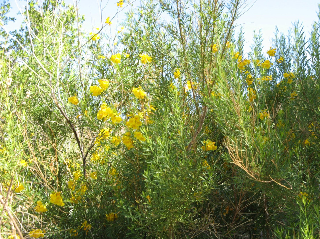 Mule Ears Spring Trail景点图片