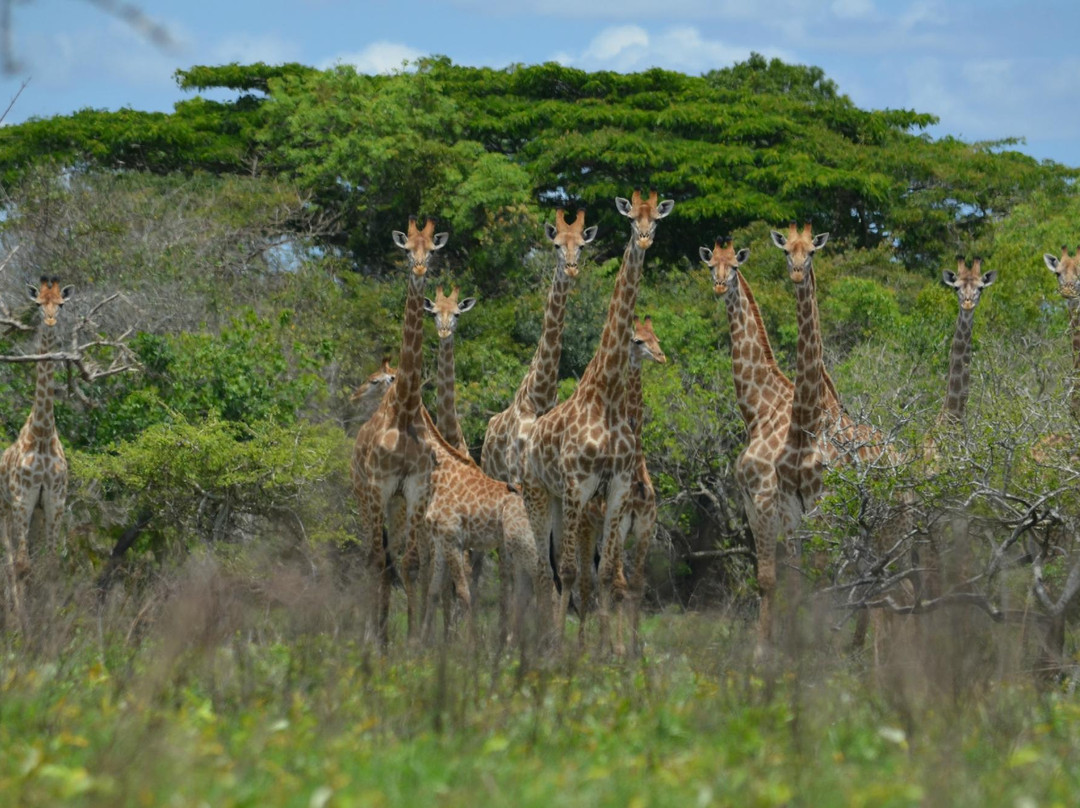 Maputo Elephant Reserve (Reserva Especial de Maputo)景点图片