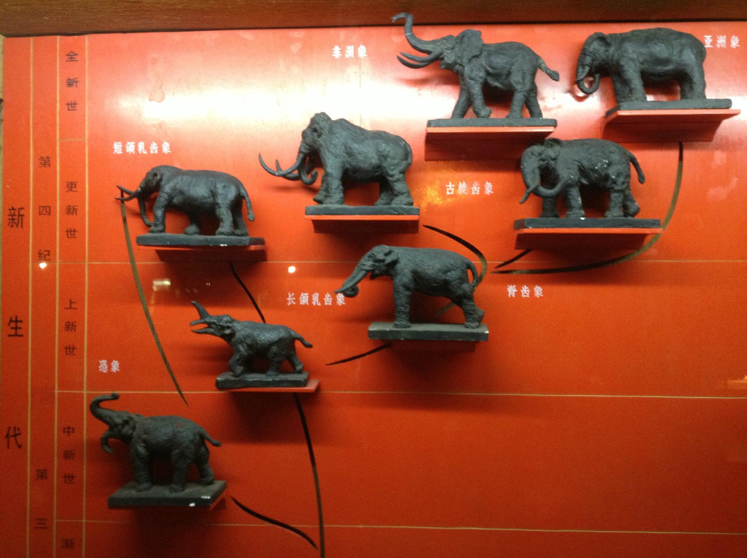 上海自然博物馆(静安新馆)-上海市必去景点