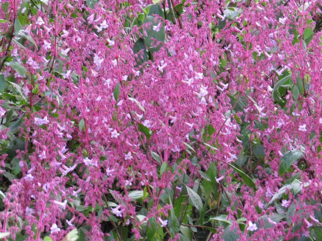 霍尔顿平原国家公园-Ohiya必去景点