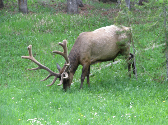 BrushBuck Wildlife Tours-西黄石镇必去景点