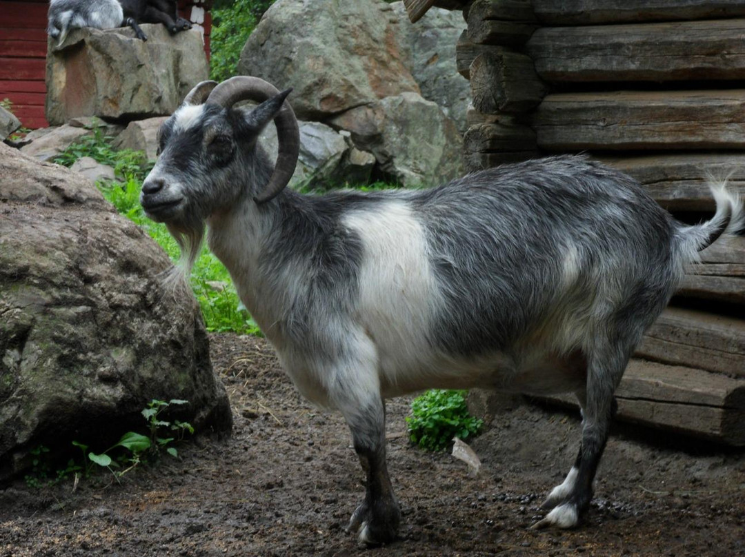 The Toivonen Animal Park and Peasant Museum景点图片