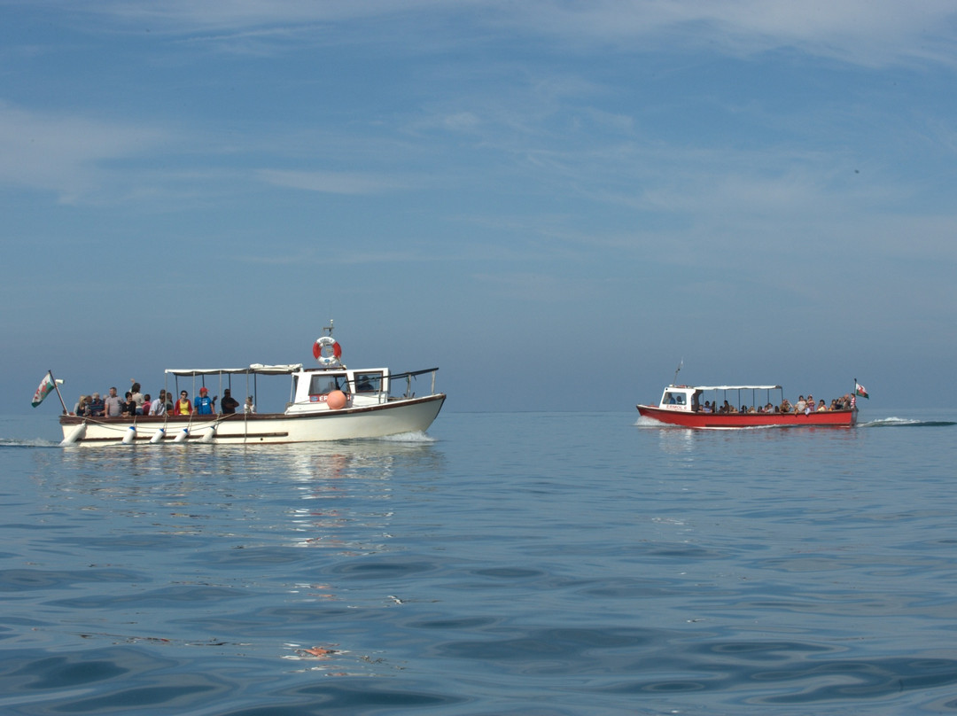 Dolphin Spotting Boat Trips (by New Quay Boat Trips)景点图片