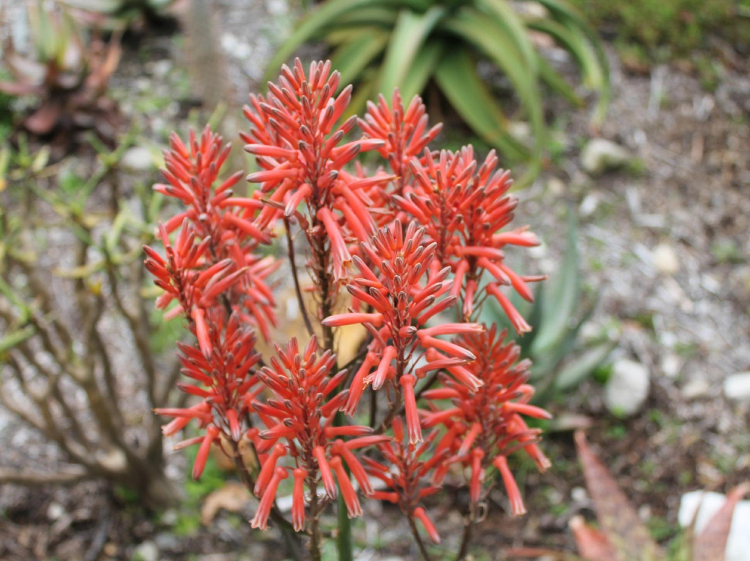Fernkloof Nature Reserve-赫曼努斯必去景点