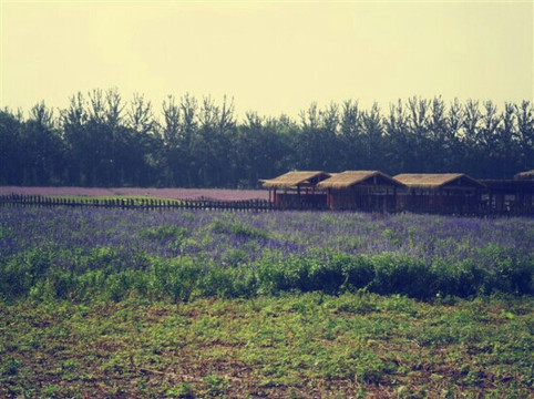 蓝调薰衣草庄园-北京市必去景点