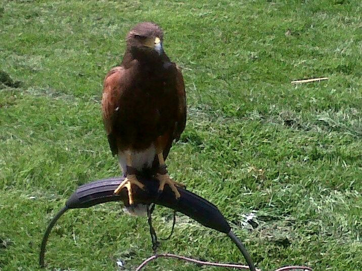 Rushmoor Farm Park and Falconry Centre景点图片