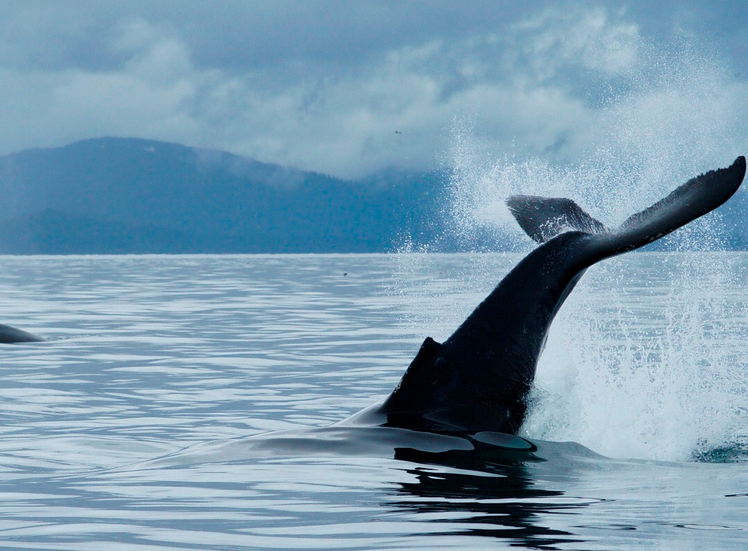 Wild Alaska Charters-古斯塔夫斯必去景点