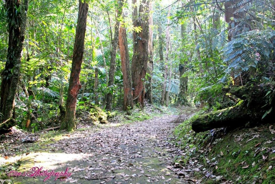 Carite Forest-Cayey必去景点