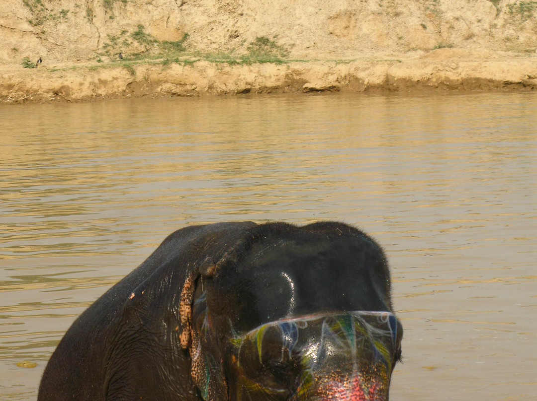 大象奇迹观光农场-斋蒲尔必去景点