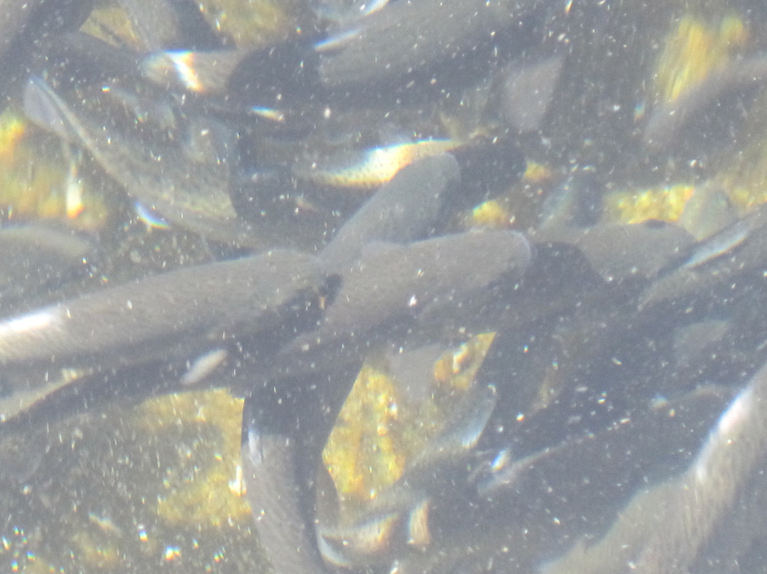 Mt. Shavano Fish Hatchery-萨利达必去景点