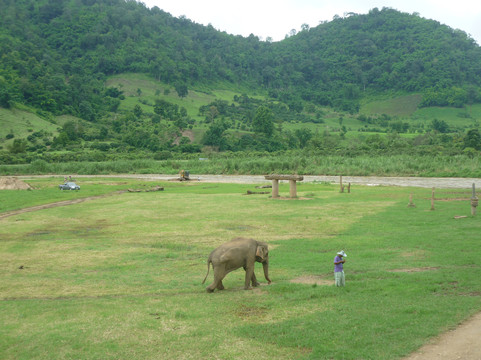大象自然保护公园-清迈必去景点