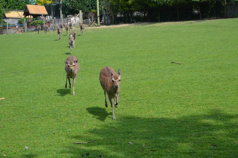 Porfell Wildlife Park & Sanctuary-利斯卡德必去景点