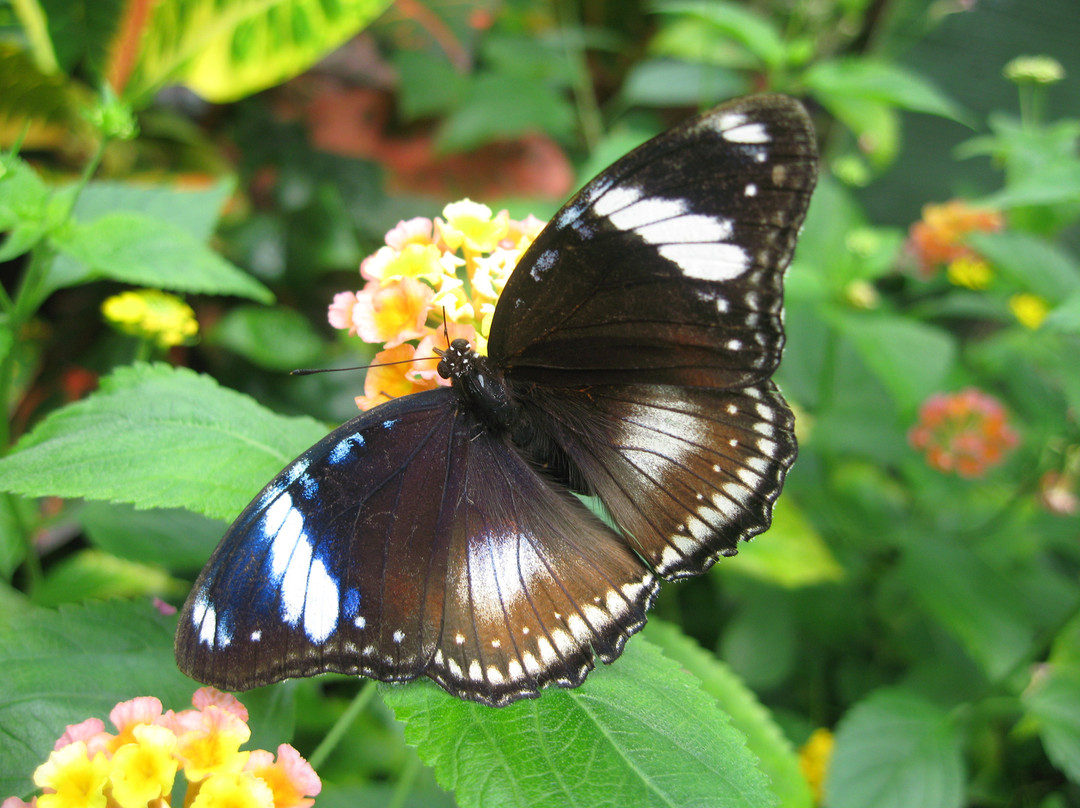 Victoria Butterfly Gardens景点图片