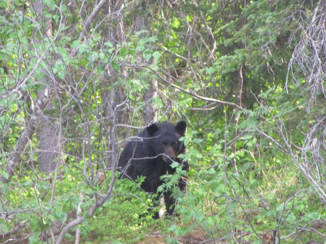 Halibut Cove Adventures-Halibut Cove必去景点