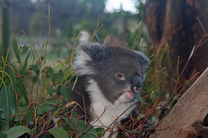 Trowunna Wildlife Sanctuary-茉莉溪必去景点