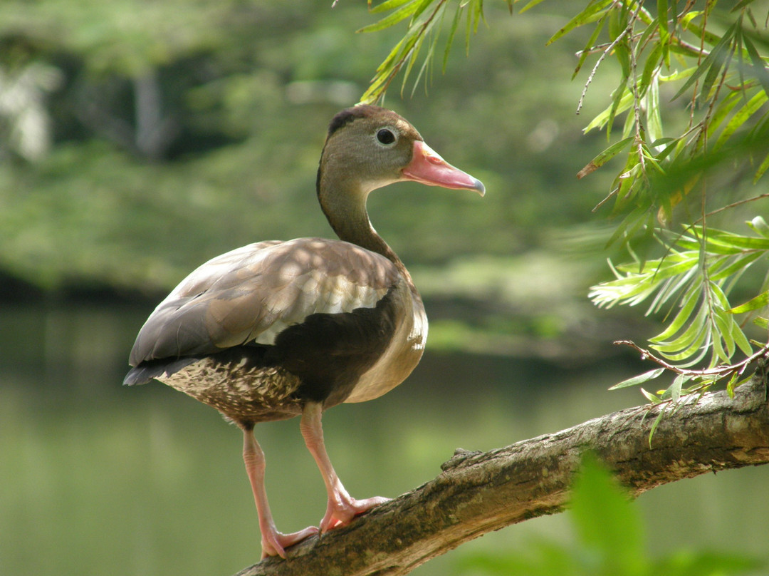 Pointe-à-Pierre Wildfowl-特立尼达必去景点