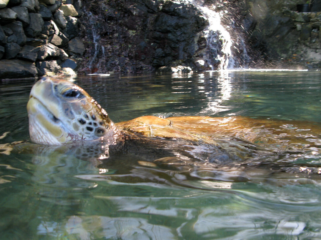 Coral World Ocean Park-Smith Bay必去景点