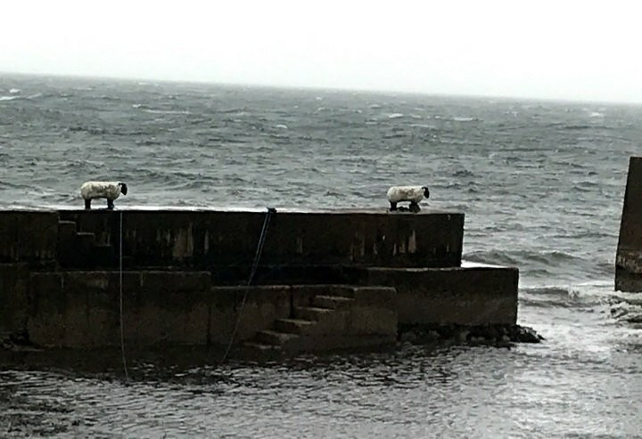 Sheep Harbour Cleats