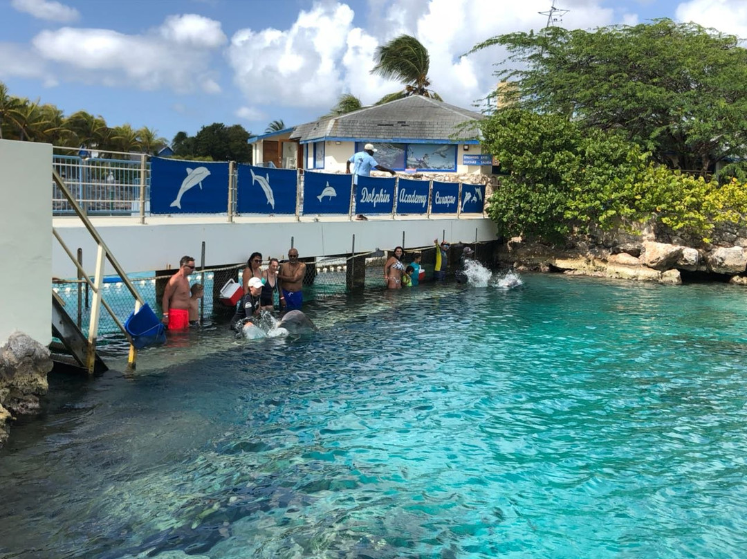 Dolphin Academy Curacao景点图片