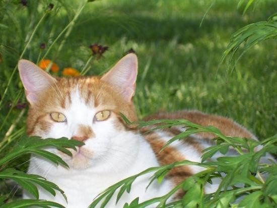 Fairacres旅游攻略图片