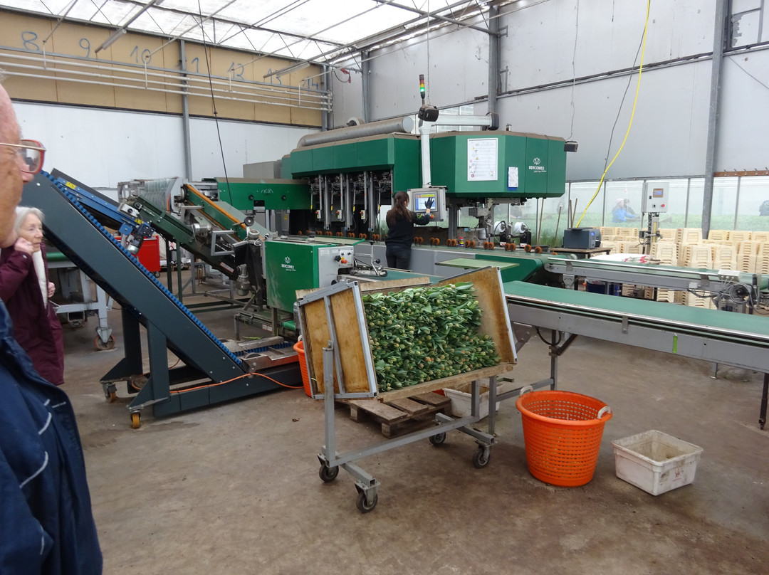 Kwekerij Siem Munster (Tulip Excursion)