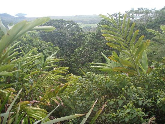 Daintree National Park-Cape Tribulation必去景点