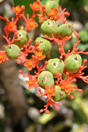 可洛亚历史路径-可洛亚必去景点