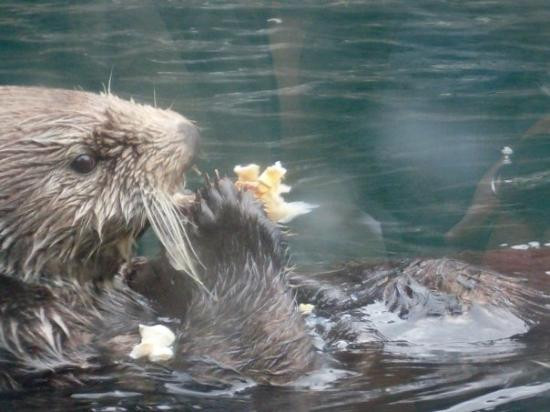 西雅图水族馆-西雅图必去景点
